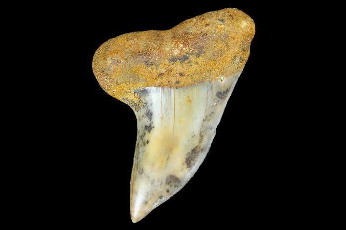 Colorful Mako/White Shark Tooth Fossil - Sharktooth Hill, CA #113897
